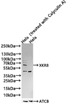 EIF2AK2 Antibody
