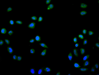 EIF2AK2 Antibody