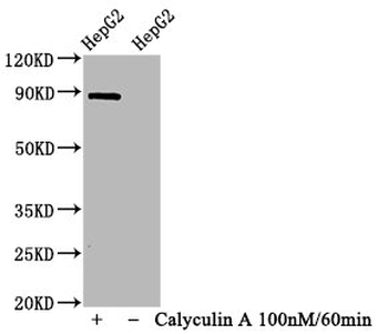 STAT1 Antibody