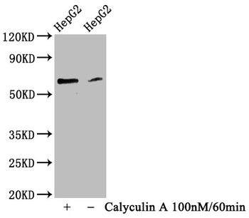 YAP1 Antibody
