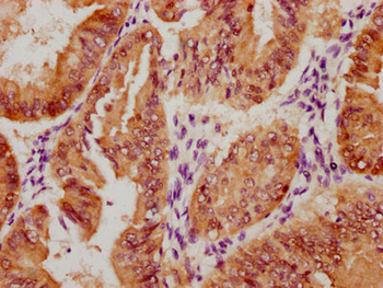 YAP1 Antibody