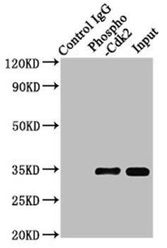 CDK2 Antibody