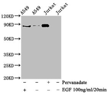 STAT3 Antibody