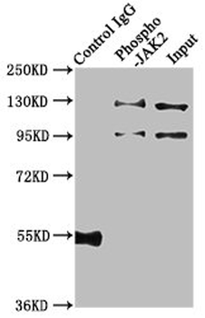 JAK2 Antibody