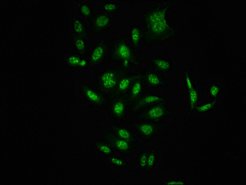 RAF1 Antibody
