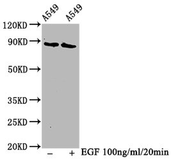 BRAF Antibody