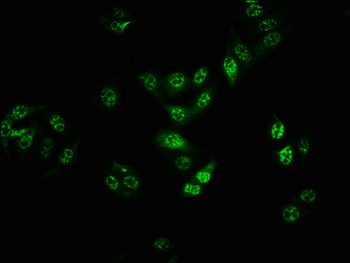 BRAF Antibody
