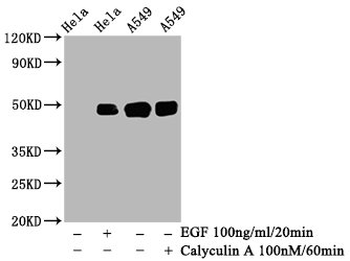 JUN Antibody