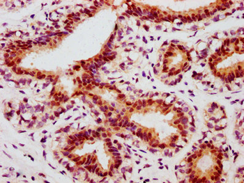 JUN Antibody