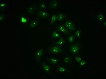 JUN Antibody