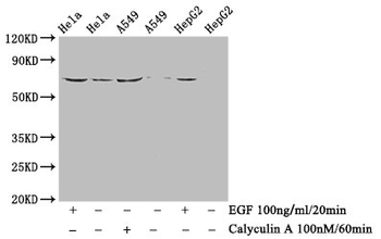 PXN Antibody