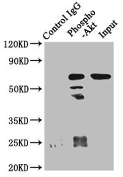 AKT1 Antibody