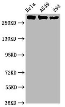 POLR2A Antibody