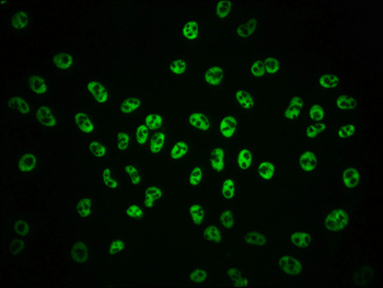 POLR2A Antibody