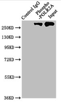 POLR2A Antibody