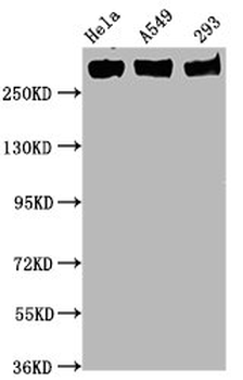 POLR2A Antibody