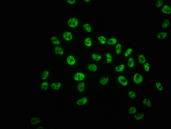 POLR2A Antibody