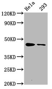 CREB1 Antibody