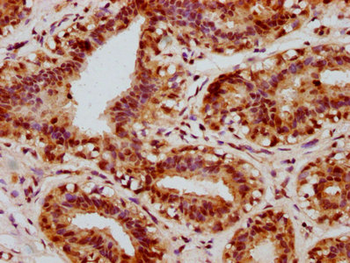 CREB1 Antibody