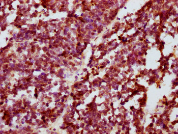 CREB1 Antibody