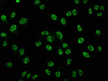 CREB1 Antibody