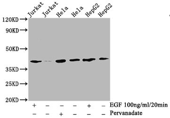 LAT Antibody