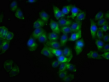 LAT Antibody