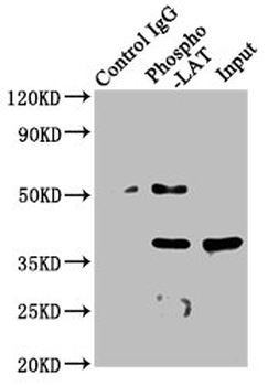 LAT Antibody