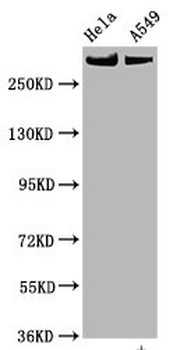 MTOR Antibody