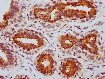 MTOR Antibody