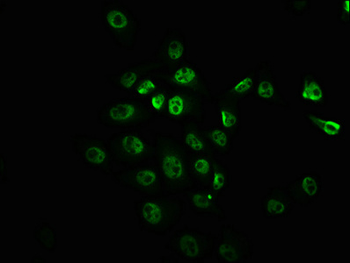 MTOR Antibody