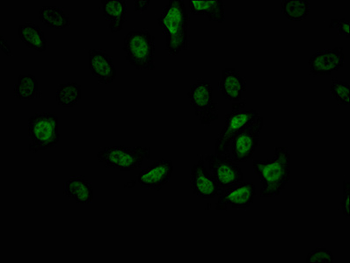 CDC5L Antibody
