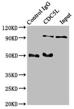 CDC5L Antibody
