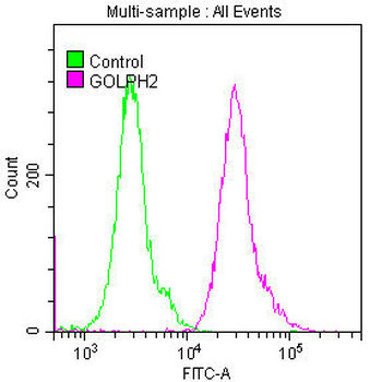 GOLM1 Antibody