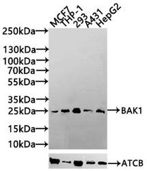 BAK1 Antibody