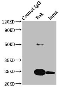 BAK1 Antibody