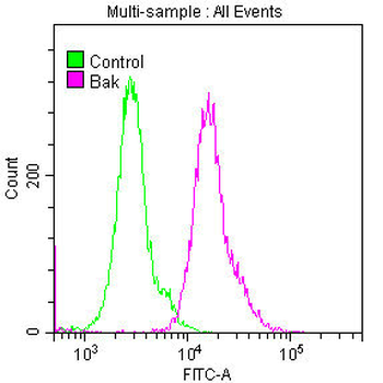BAK1 Antibody
