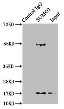 SUMO1 Antibody