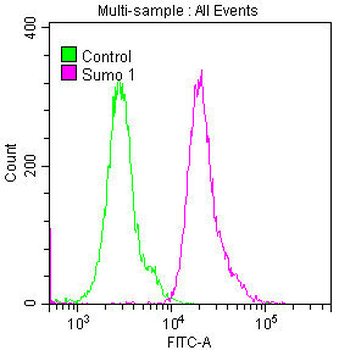 SUMO1 Antibody