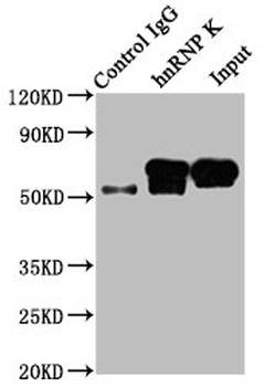 HNRNPK Antibody