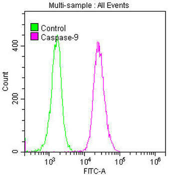 CASP9 Antibody