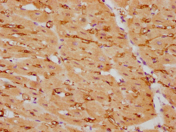 CNN1 Antibody