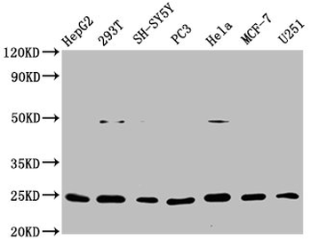GDNF Antibody