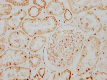 GDNF Antibody