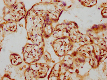 GDNF Antibody