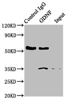 GDNF Antibody
