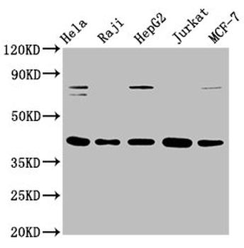 FEN1 Antibody
