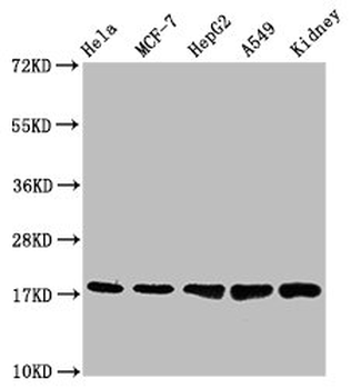 TSPO Antibody