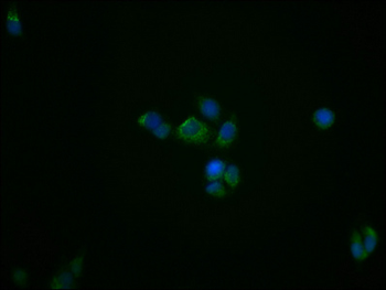 TSPO Antibody