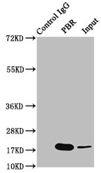 TSPO Antibody